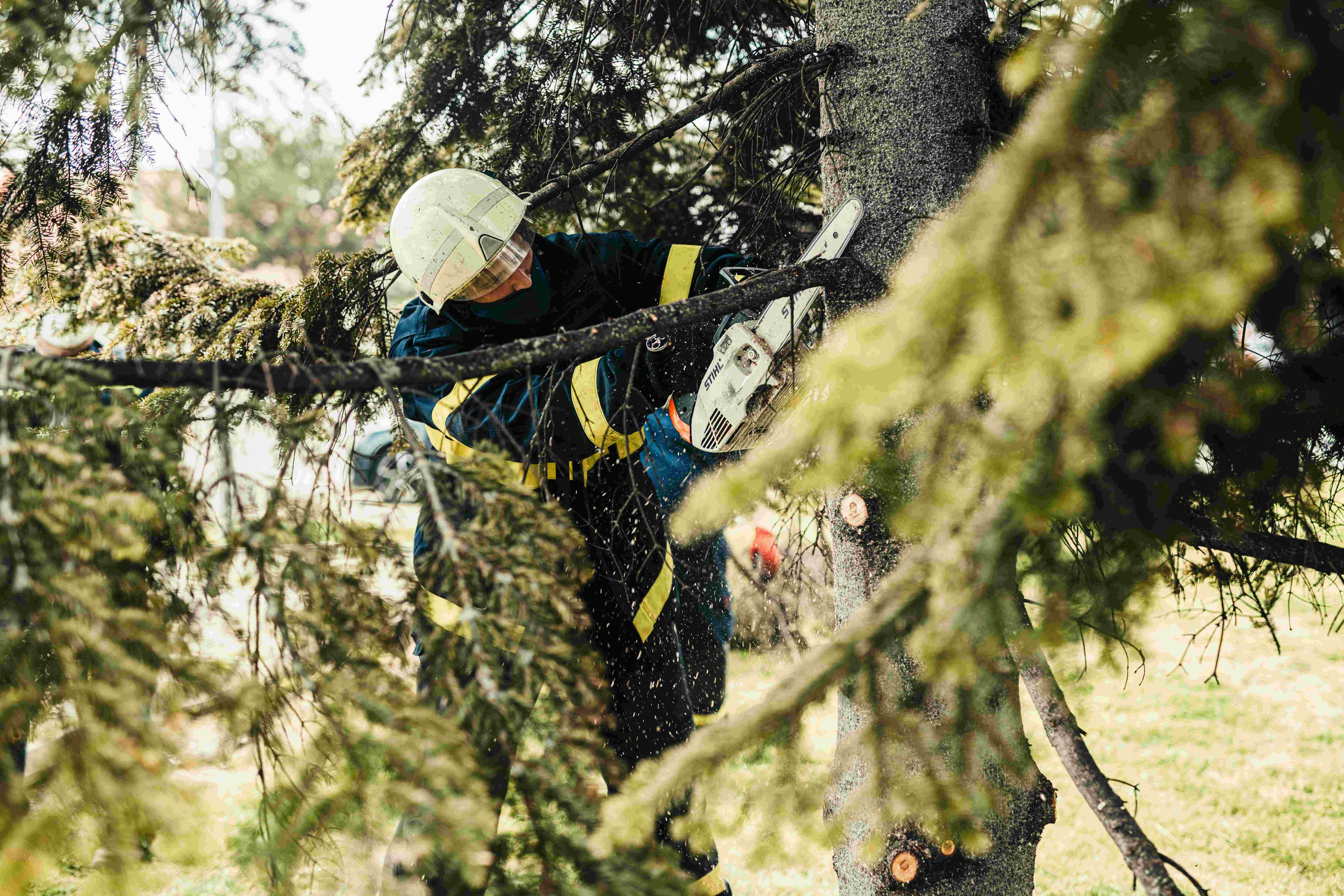 Arborist Services Tampa