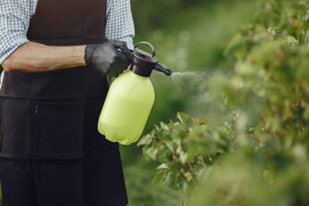 Tree Fertilization Services Tampa