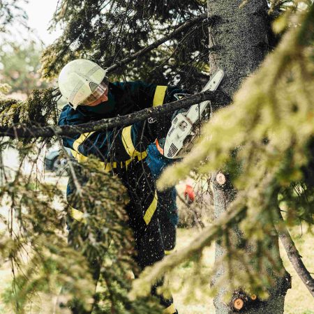 Arborist Services Tampa