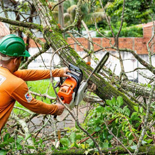 Hazardous Tree Removal in Tampa.