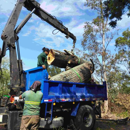 Technical Tree Removals.