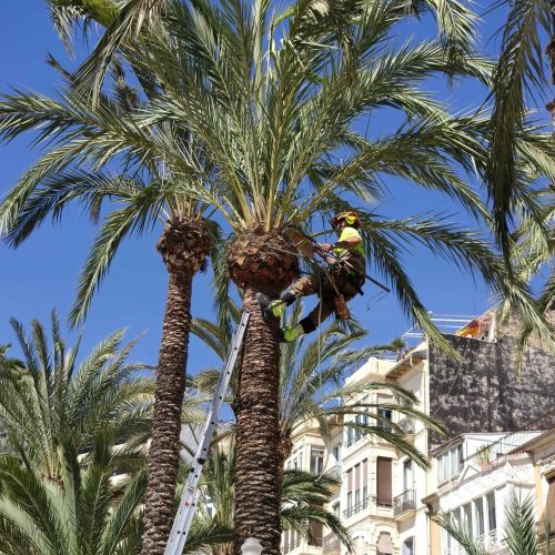 Tree Preservation Services Tampa